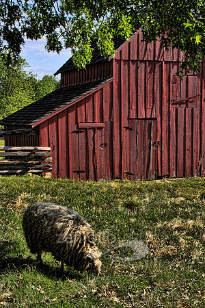 Color photograph of a red barn and grazing sheep by Crystal Nederman