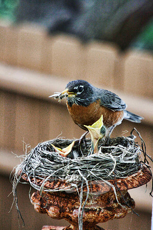 Color photograph of some hungry baby birds in a nest by Crystal Nederman