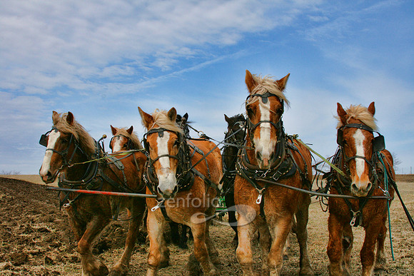 Plowing day in Jamesport, Missouri by Crystal Nederman