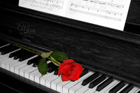 Black and white photograph of piano keys with a colorized red rose by Crystal Nederman