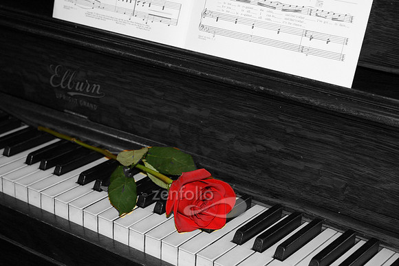 Black and white photograph of piano keys with a colorized red rose by Crystal Nederman