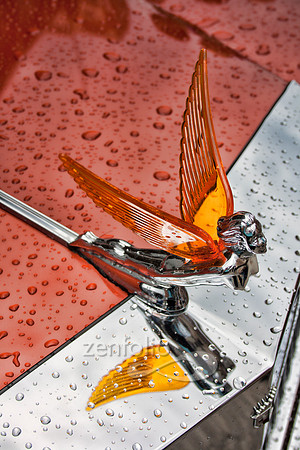 Gem Flying Lady hood ornament, reflecting in the rain.